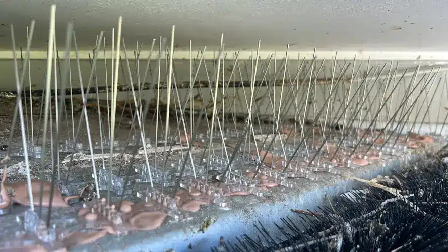 Bird Spikes in london