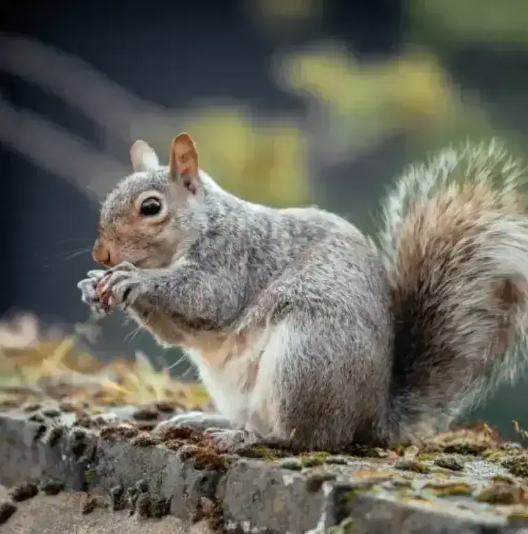 Squirrel Control Services