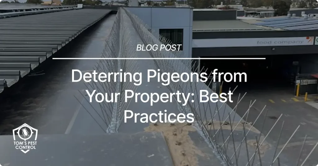 Deterring Pigeons From Your Property