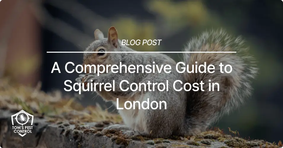 Squirrel Control Cost London