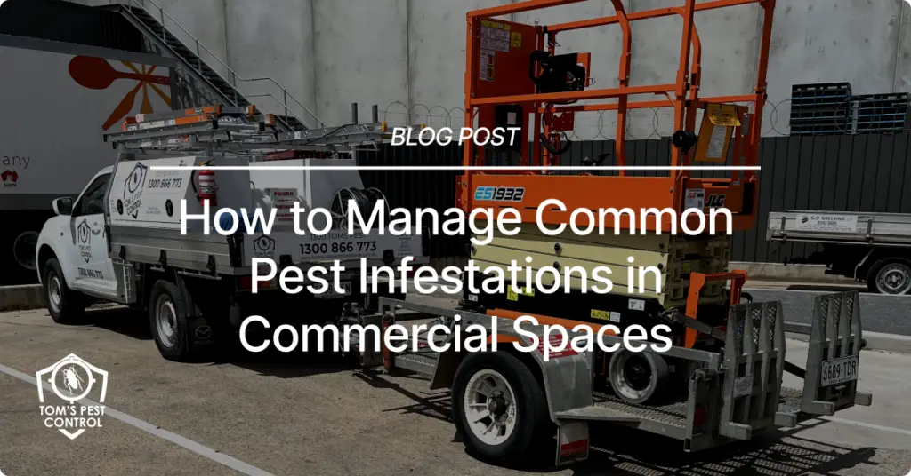Common Pest Infestations in Commercial Spaces