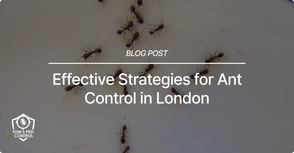 Effective Strategies for Ant Control in London