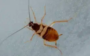Brown-Banded Cockroach