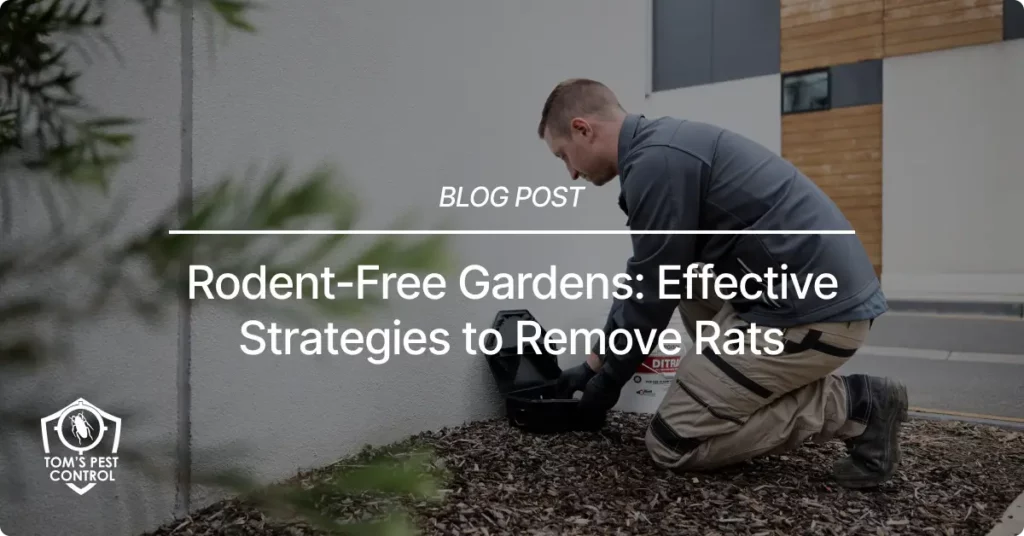 Effective Strategies to Remove Rats