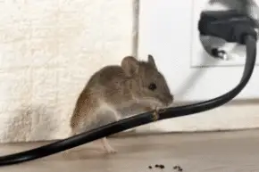 rat control